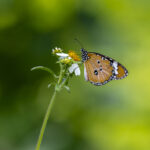 Common tiger (Danaus genutia)