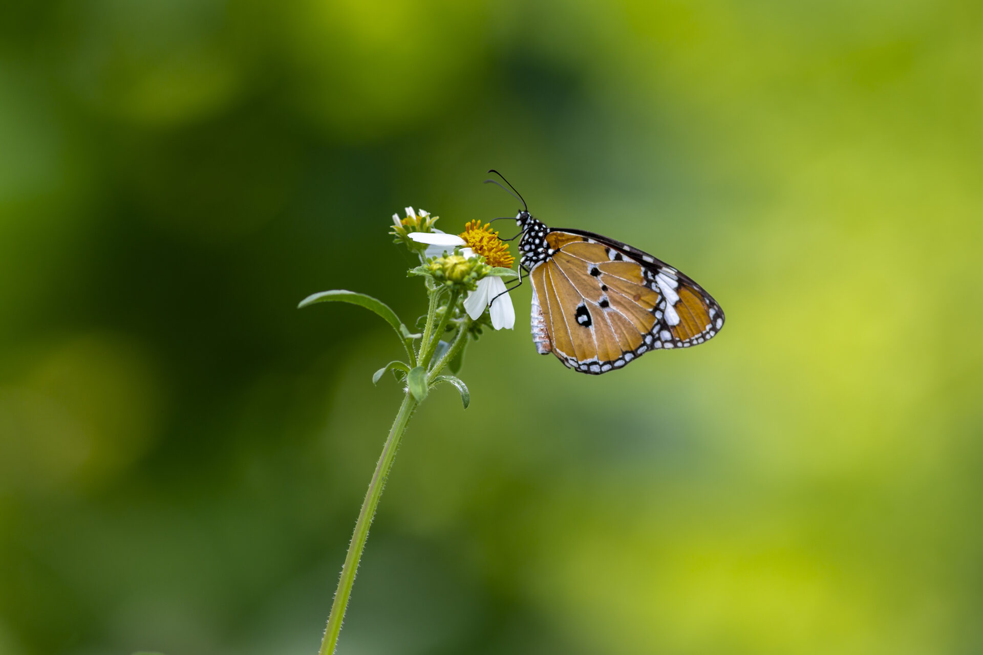 Common tiger (Danaus genutia)