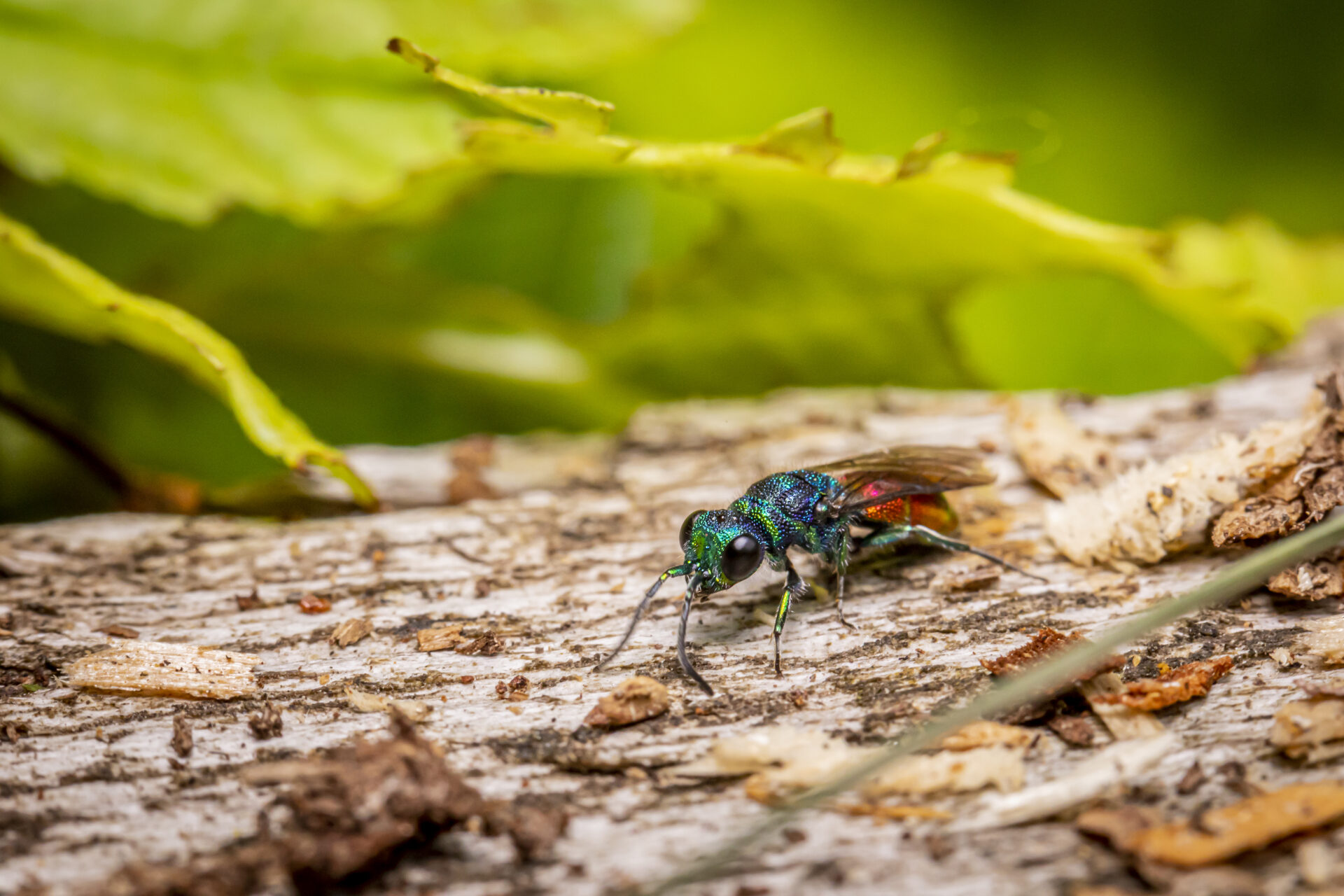 Cuckoo wasp
