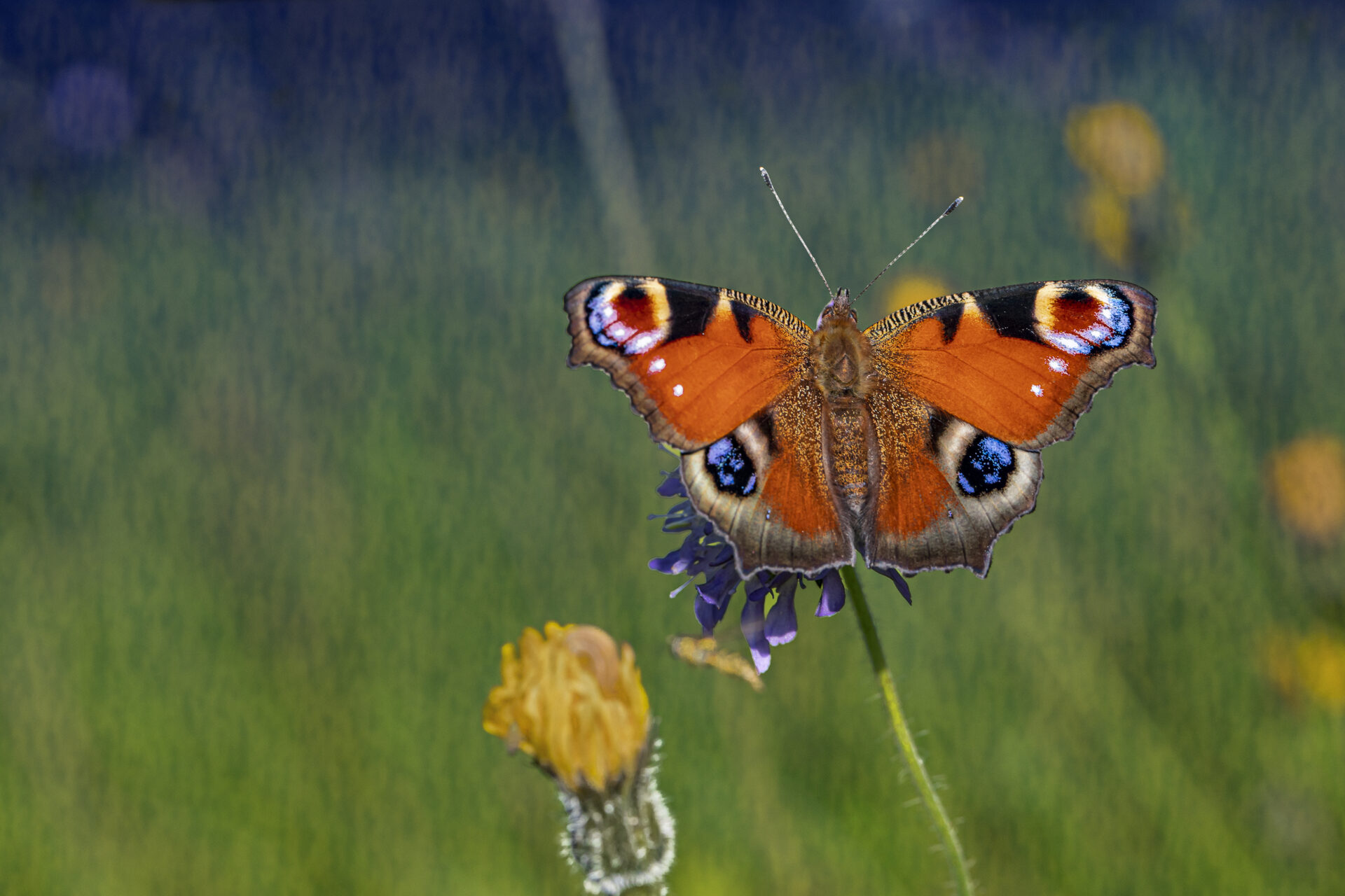 European peacock (Inachis io)