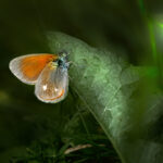 Chestnut heath (Coenonympha glycerion)