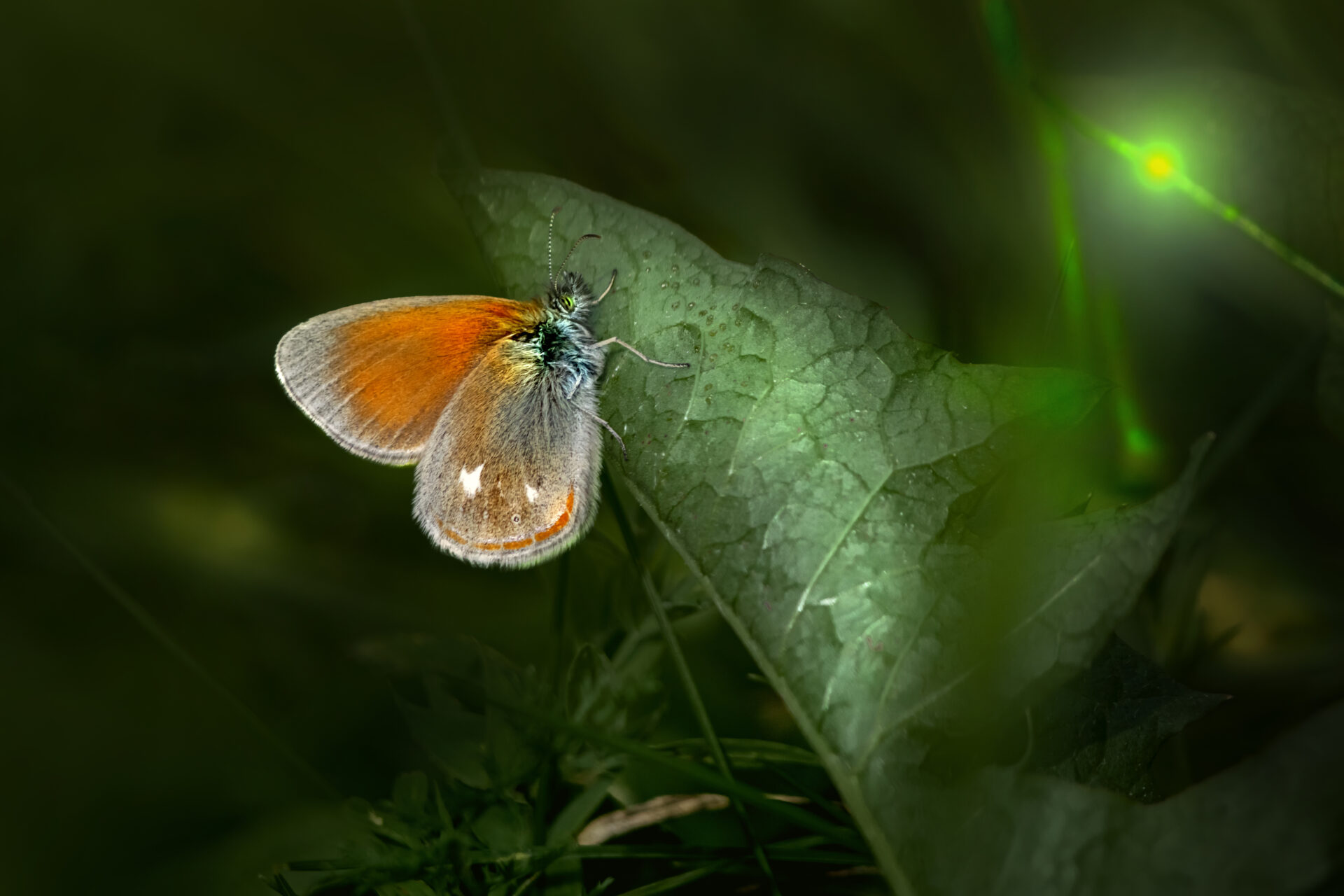 Chestnut heath (Coenonympha glycerion)