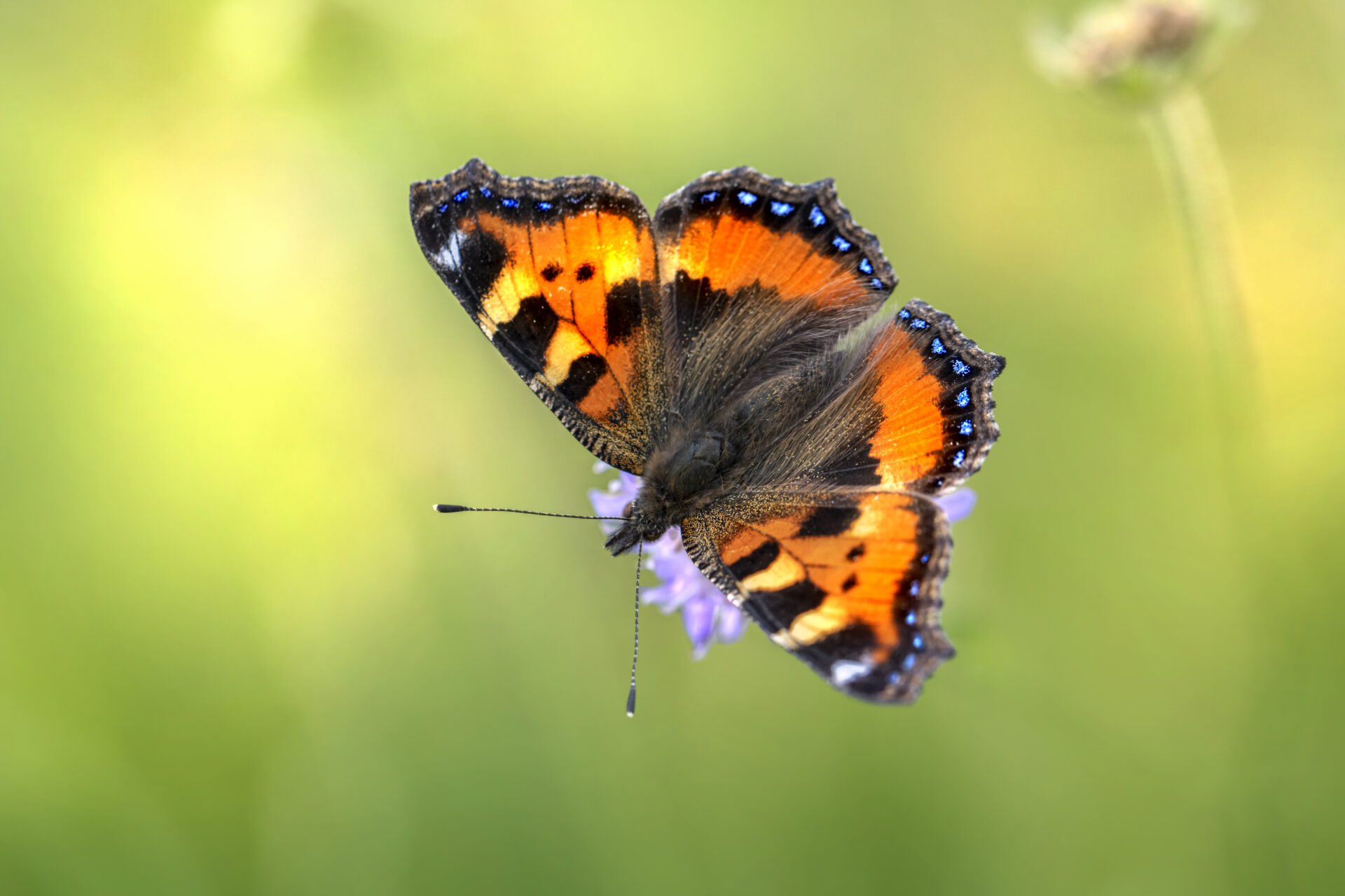 Download full size image The Small Tortoiseshell (Aglais urticae) is a charming butterfly species belonging to the family Nymphalidae, known for its striking appearance and widespread distribution across Europe and parts of Asia. Here's a detailed description: Physical Characteristics: The Small Tortoiseshell butterfly is of medium size, with a wingspan typically ranging from 45 to 55 millimeters. It displays a distinctive pattern of bright orange wings bordered by a black band with white spots. The forewings also feature a row of blue crescents near the outer edge, while the hindwings have a series of blue spots and a border of black and yellow. The undersides of the wings are mottled brown, providing effective camouflage when the butterfly is at rest. Habitat and Distribution: Small Tortoiseshell butterflies are commonly found in a variety of habitats, including meadows, grasslands, woodlands, gardens, and urban areas. They are distributed across much of Europe, including the British Isles, Scandinavia, and the Mediterranean region, as well as parts of Asia, such as Siberia, Central Asia, and the Middle East. They are particularly abundant in temperate regions with diverse plant species. Behavior and Life Cycle: Small Tortoiseshell butterflies are diurnal and active during the warmer months of the year, especially in spring and summer. They are strong and agile flyers, often seen fluttering among flowers in search of nectar and mates. The females lay eggs singly on the leaves of stinging nettles (Urtica spp.), which serve as the primary larval host plant. The caterpillars hatch from the eggs and feed on the leaves of the host plants before pupating and emerging as adult butterflies. Conservation Status: The Small Tortoiseshell is not considered globally threatened and is generally common and widespread throughout its range. However, like many butterfly species, it may face localized threats due to habitat loss, fragmentation, and degradation caused by agricultural intensification, urbanization, and climate change. Conservation efforts focused on preserving and restoring habitats, protecting larval host plants, and minimizing human disturbance are crucial for ensuring the long-term survival of this iconic butterfly species. Overall, the Small Tortoiseshell butterfly is a beautiful and ecologically important species, valued for its striking appearance, graceful flight, and role in pollination and ecosystem functioning. Its presence adds vibrancy and vitality to natural landscapes and serves as a symbol of the rich biodiversity of the regions where it is found.