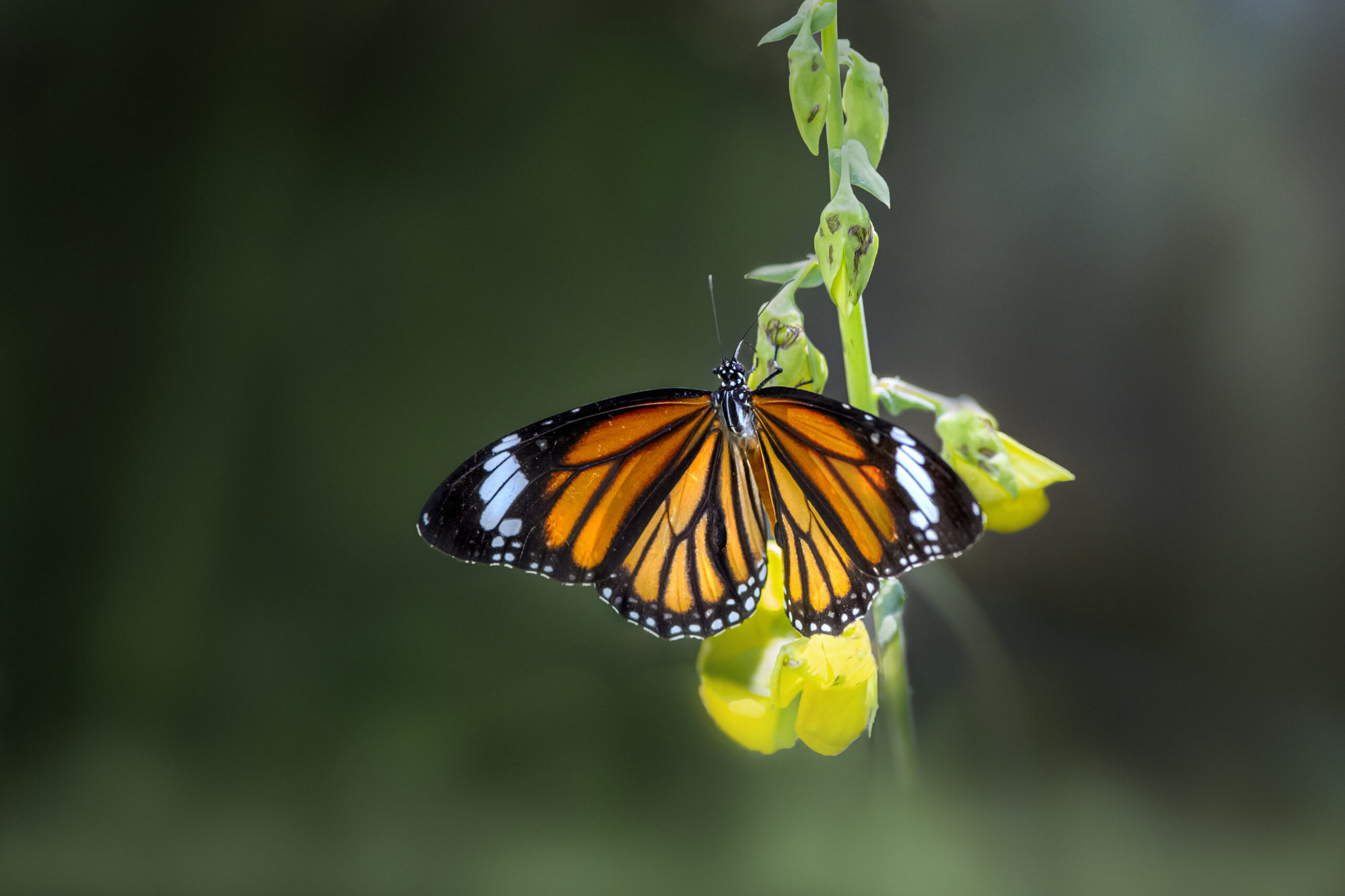 Common tiger (Danaus genutia)