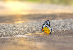 Orange gull (Cepora judith)