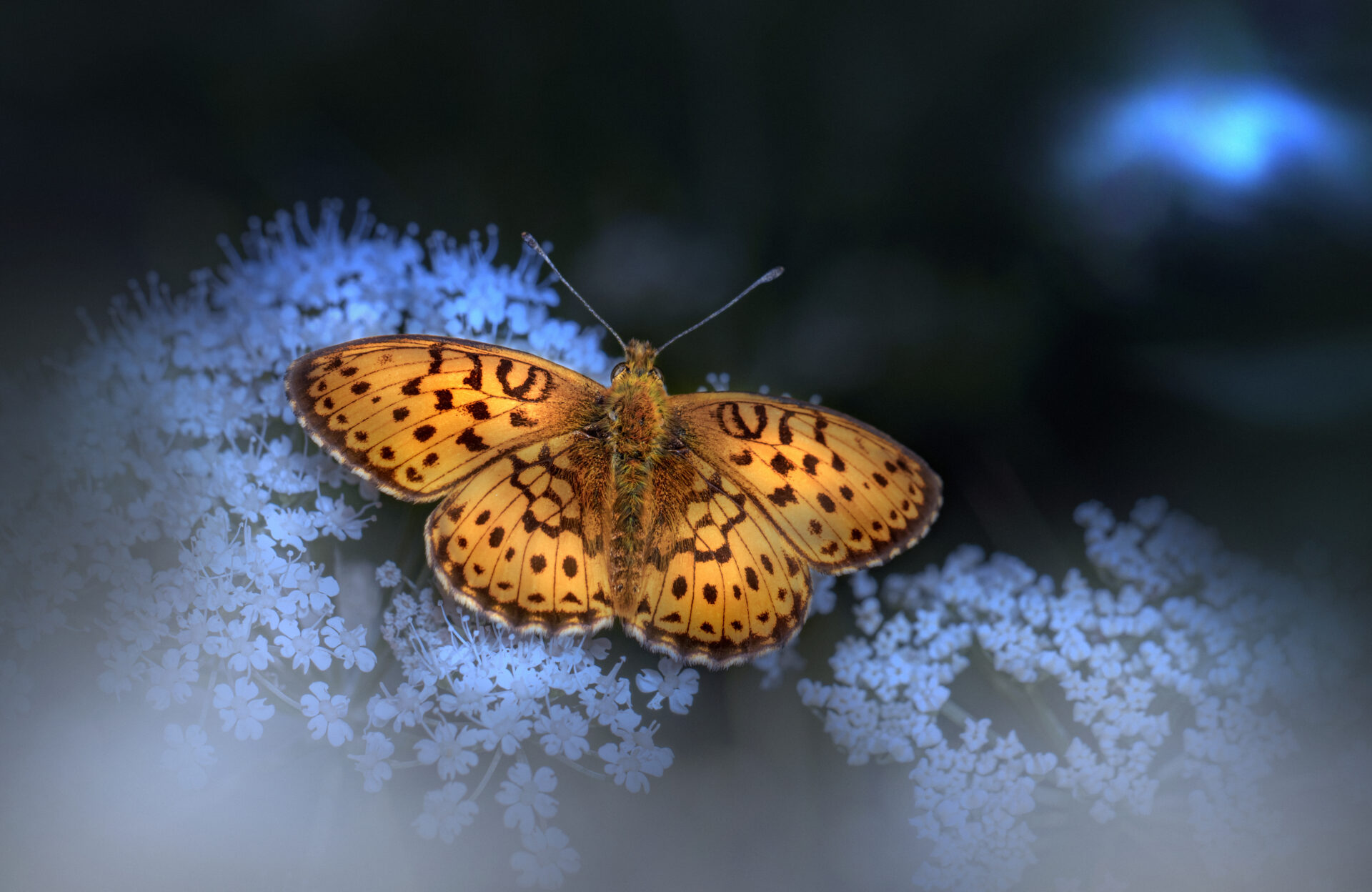 Lesser marbled fritillary (Brenthis ino)