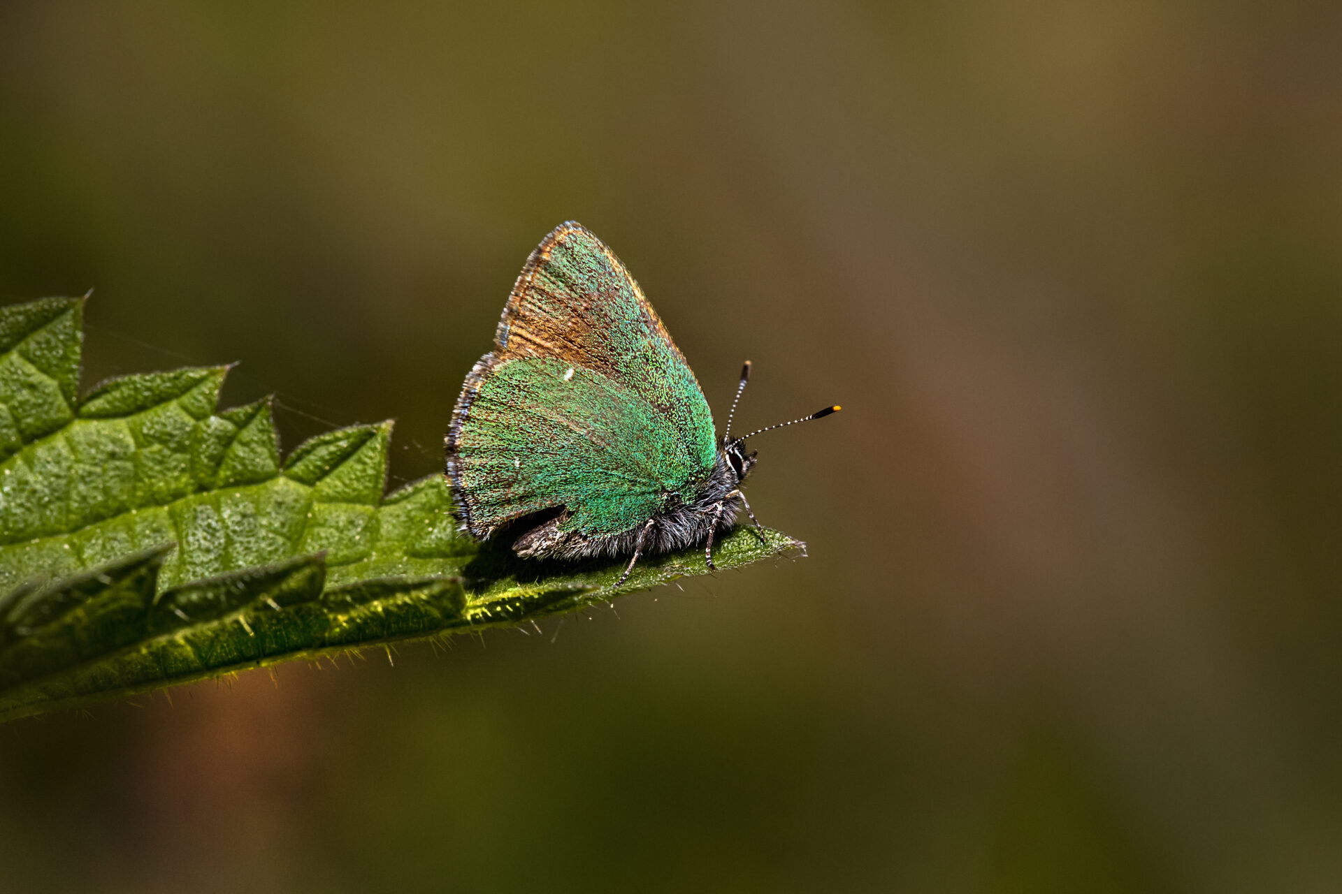 Green hairstreak (Callophrys rubi)