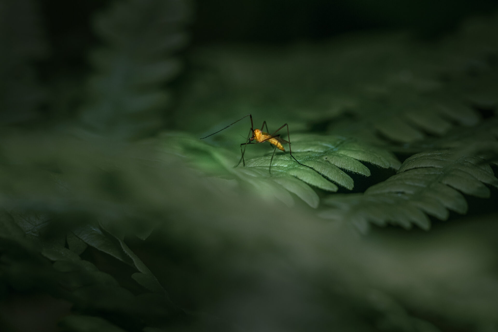 Ferruginous Tiger Crane Fly (Nephrotoma ferruginea)