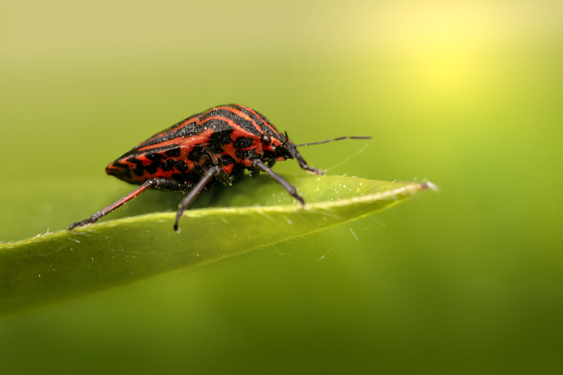 Striped bug (Graphosoma lineatum)
