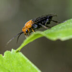 Hibiscus Sawfly (Atomacera decepta)