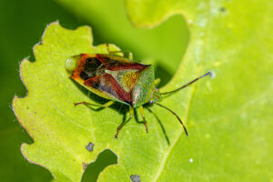 Birch shieldbug (Elasmostethus interstinctus)