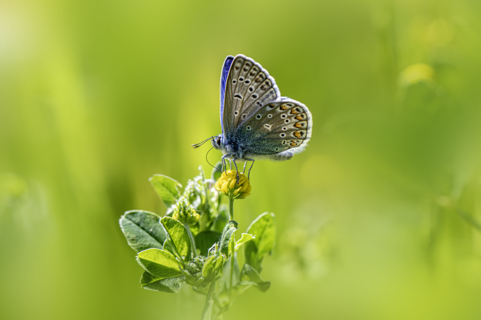 Common blue (Polyommatus icarus)