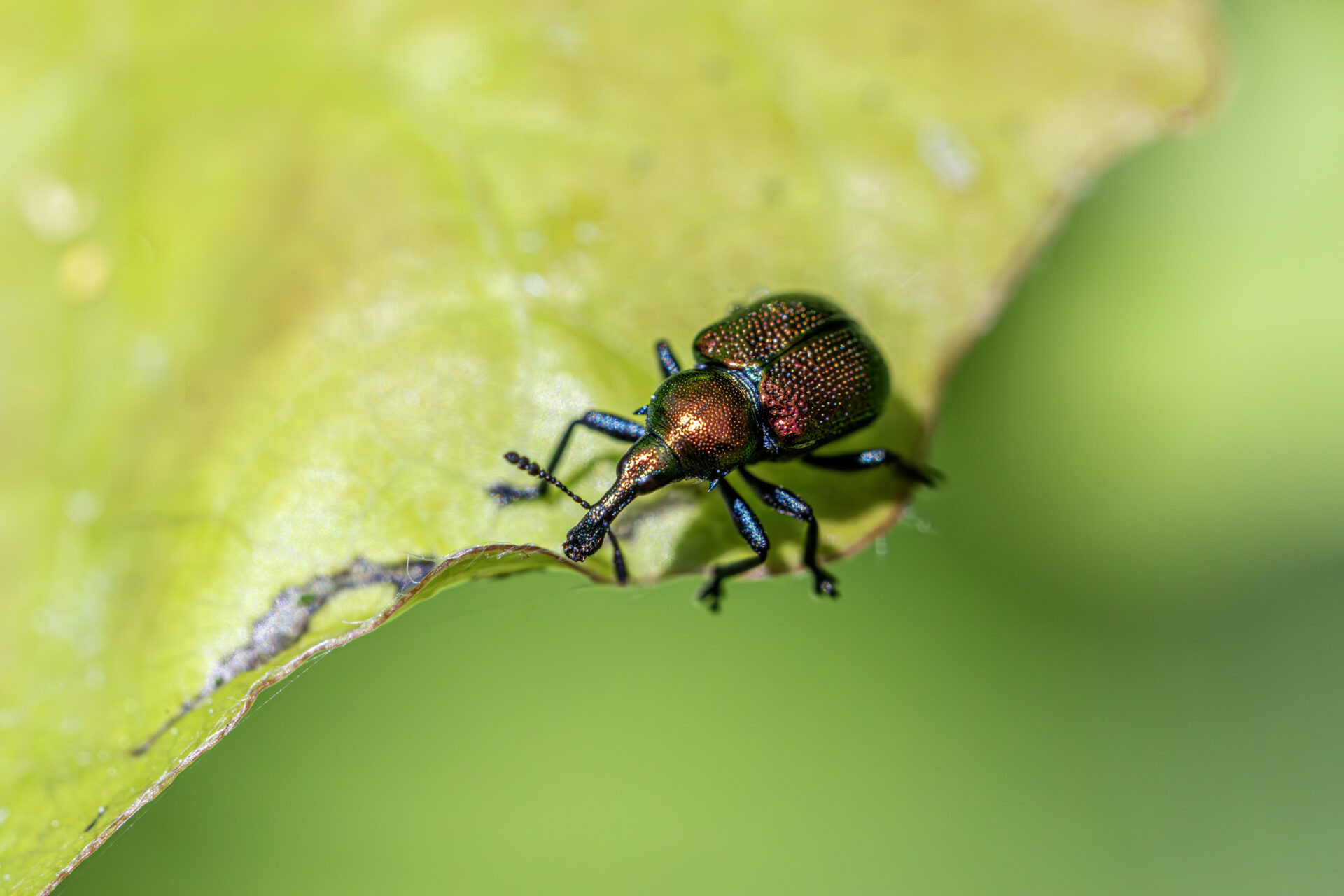 Aspen Leaf-rolling Weevil (Byctiscus populi)
