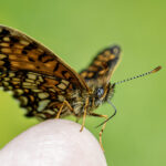 False heath fritillary (Melitaea diamina)