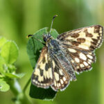 Northern chequered skipper (Carterocephalus silvicola)