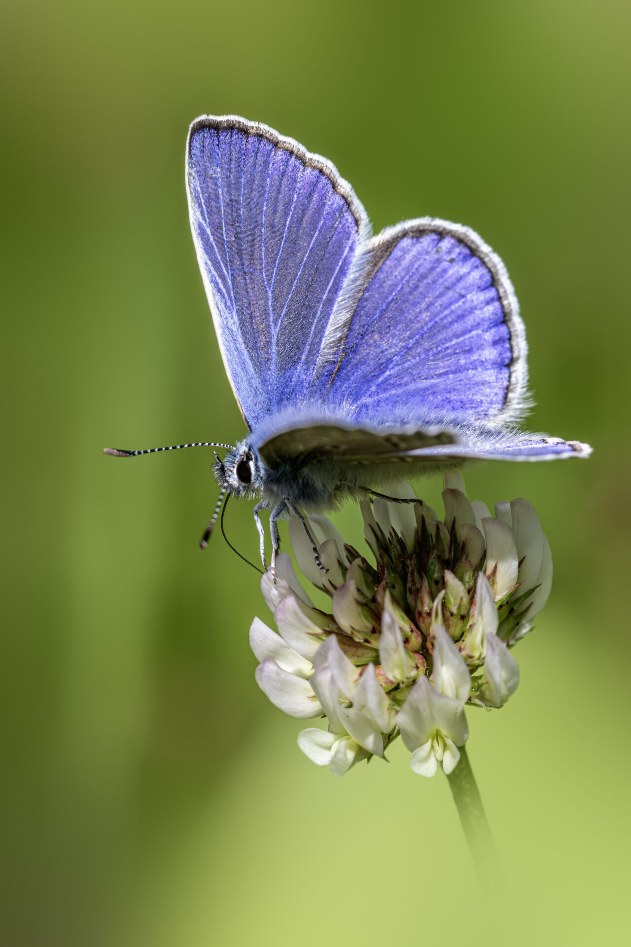 Common blue (Polyommatus icarus)