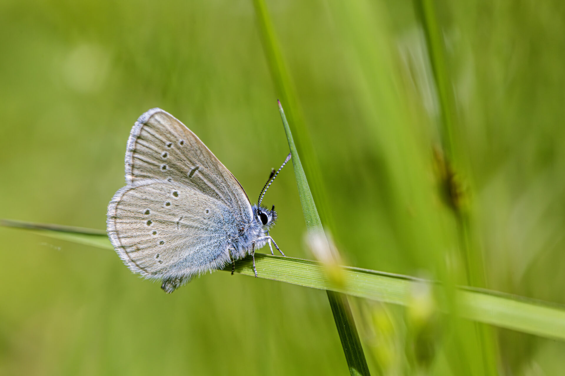 Mazarine Blue (Cyaniris semiargus)