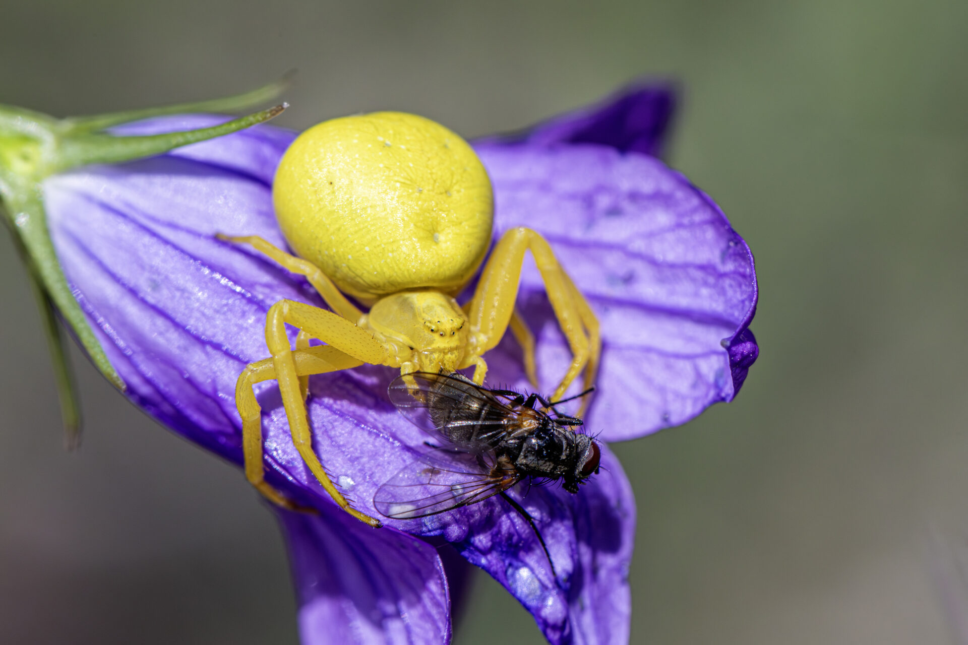 Goldenrod crab spider (Misumena Vatia)