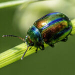 Dead-Nettle Leaf Beetle (Crysolina fastuosa)