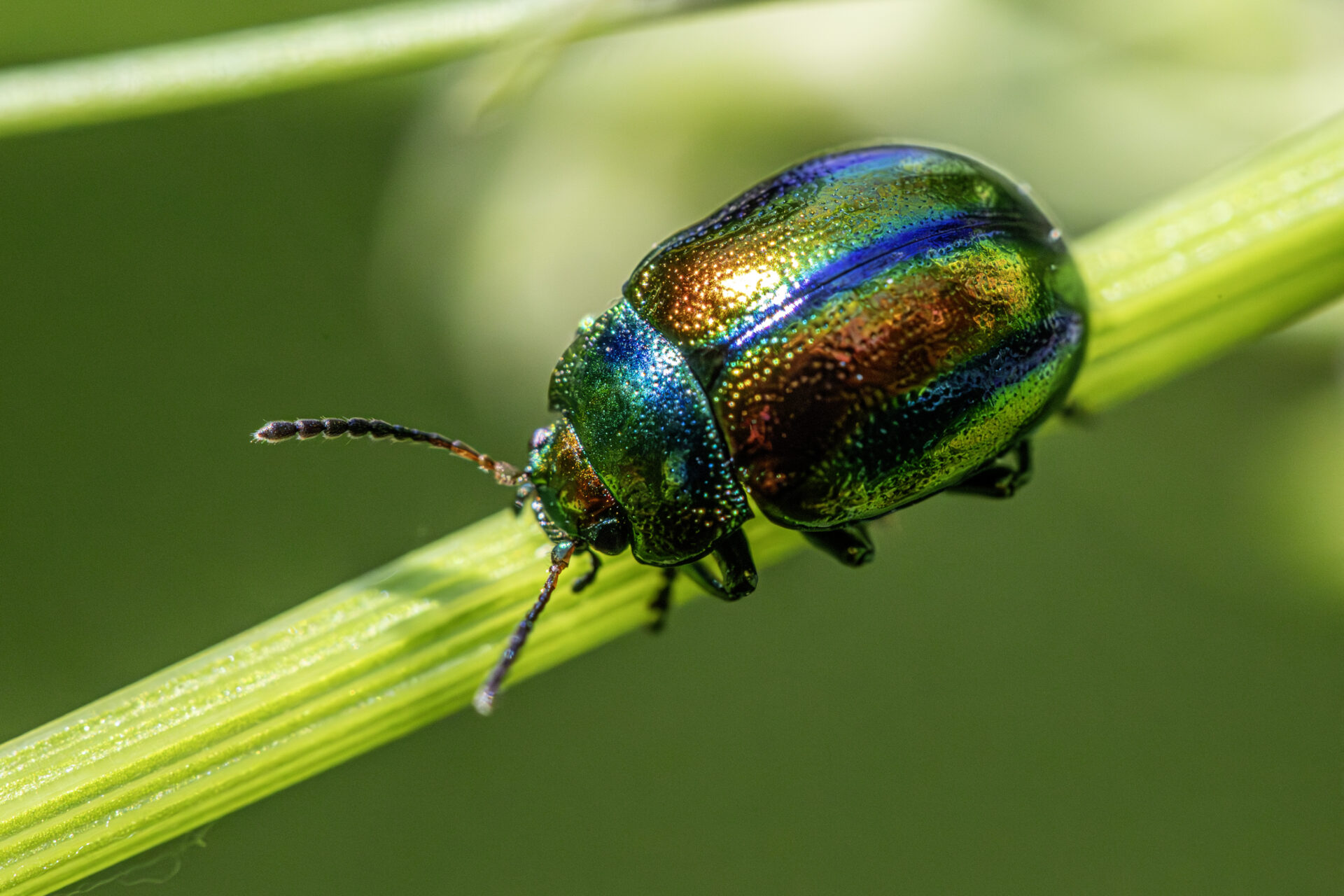 Dead-Nettle Leaf Beetle (Crysolina fastuosa)
