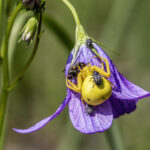 Goldenrod crab spider (Misumena Vatia)