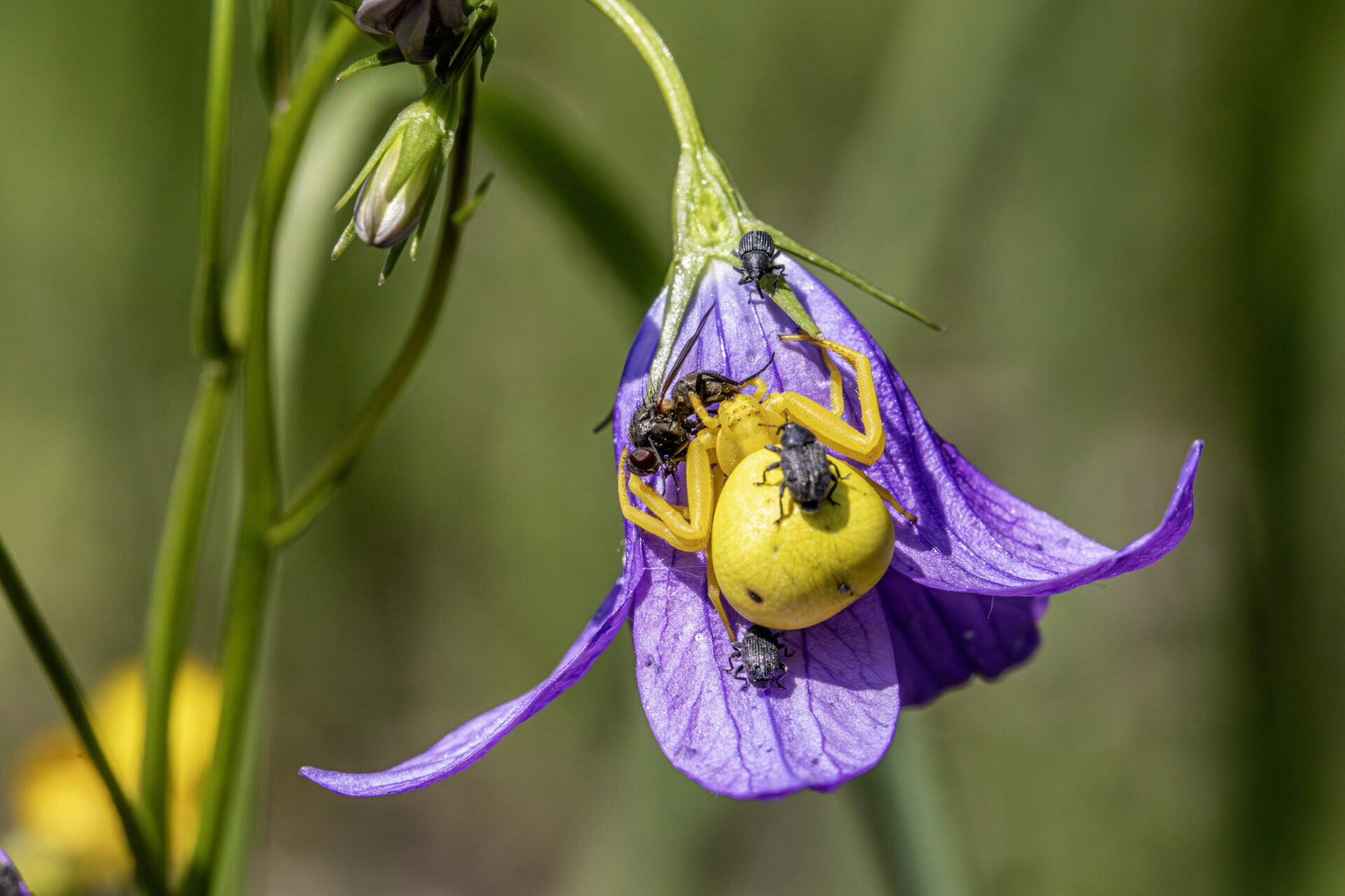 Goldenrod crab spider (Misumena Vatia)
