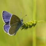 Mazarine Blue (Cyaniris semiargus)