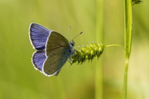 Mazarine Blue (Cyaniris semiargus)