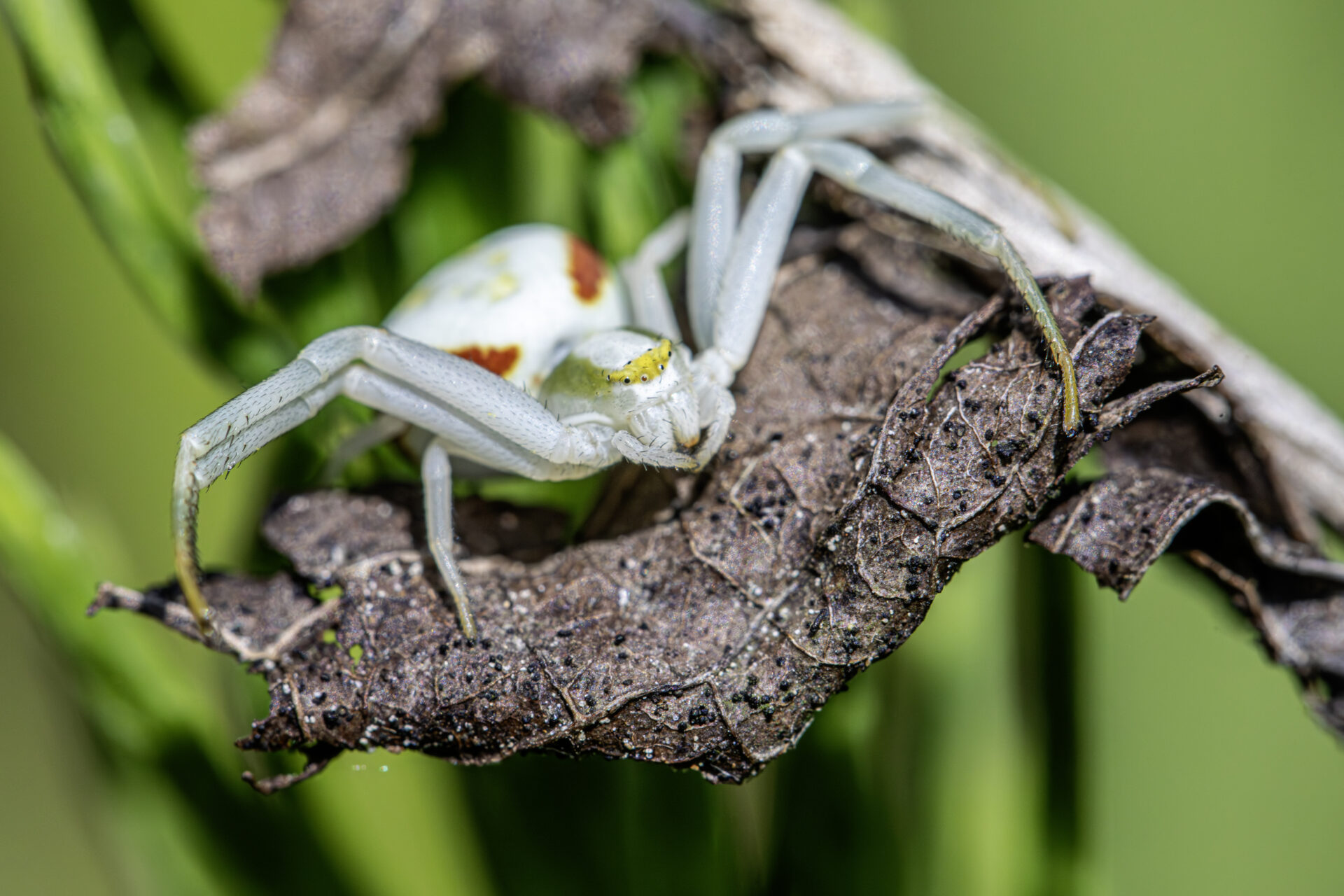 Goldenrod crab spider (Misumena Vatia)