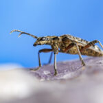 Blackspotted pliers support beetle (Rhagium mordax)