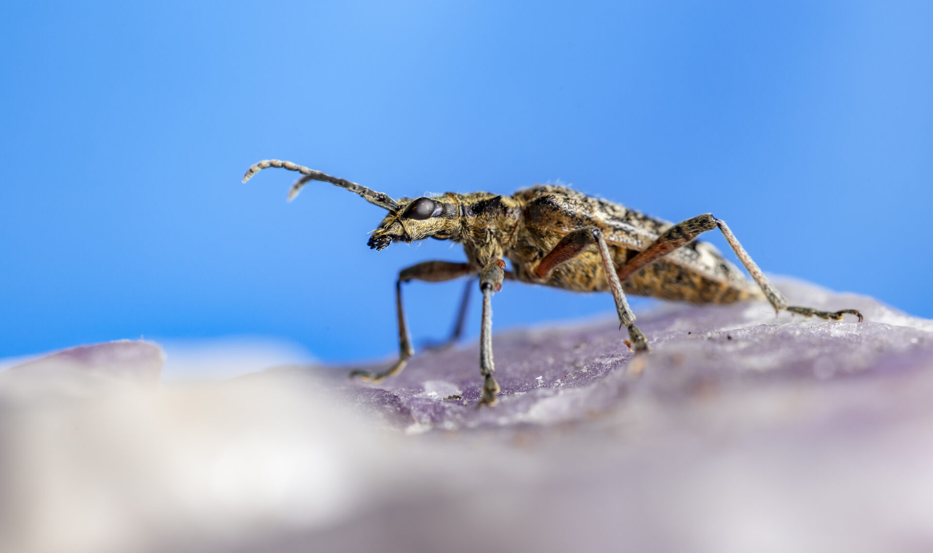 Blackspotted pliers support beetle (Rhagium mordax)