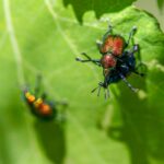 Aspen Leaf-rolling Weevil (Byctiscus populi)
