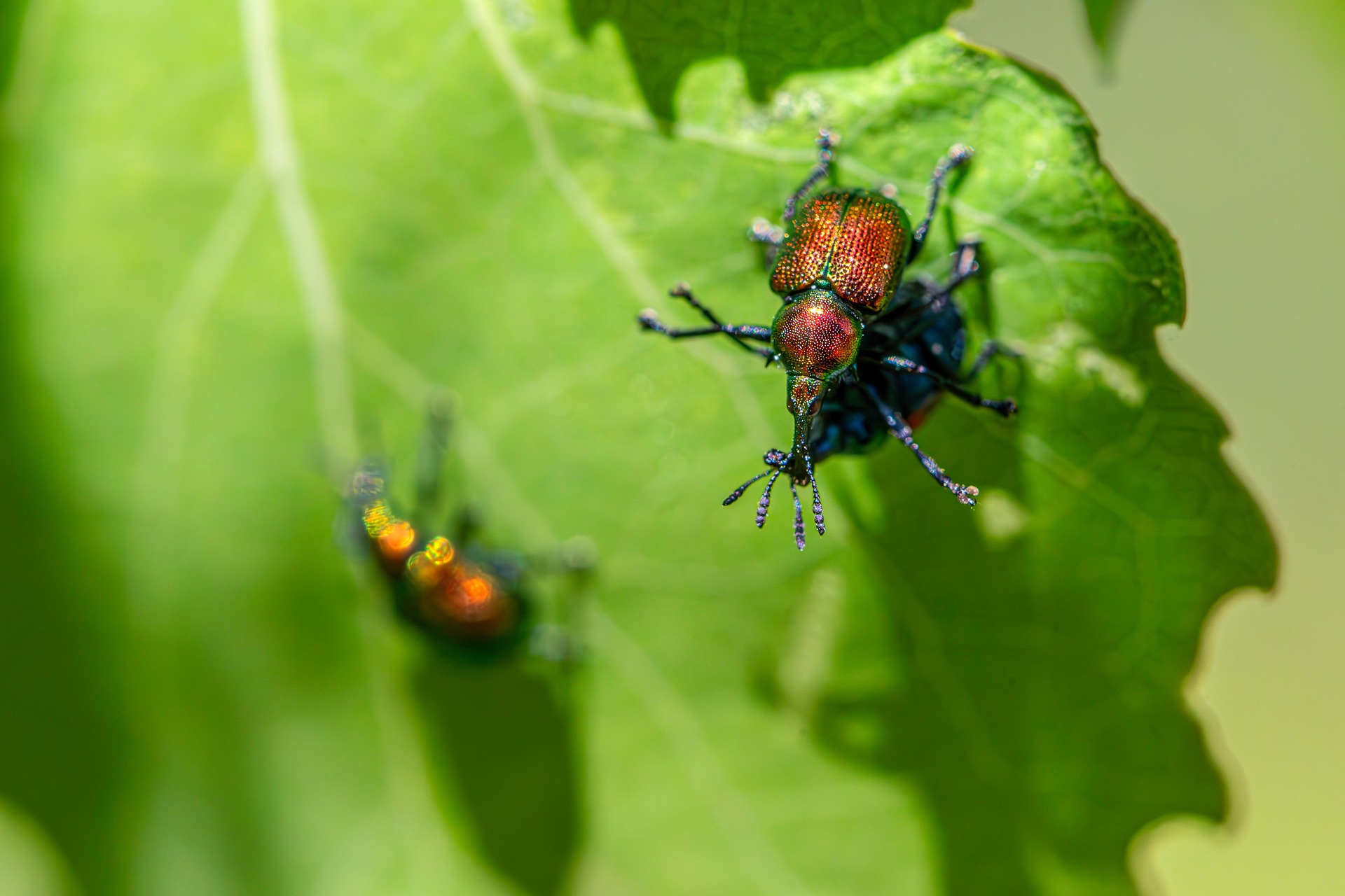 Aspen Leaf-rolling Weevil (Byctiscus populi)