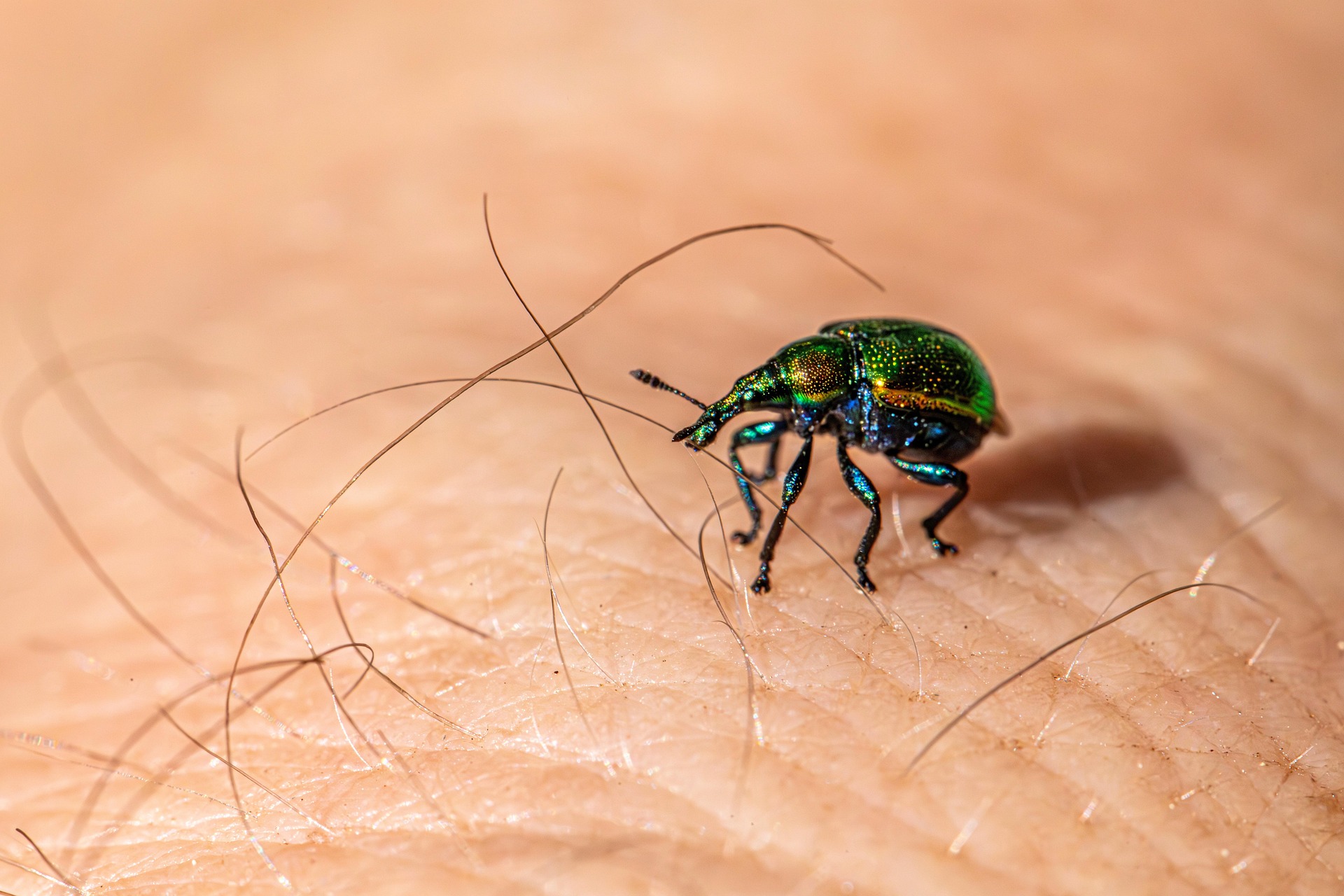 Aspen Leaf-rolling Weevil (Byctiscus populi)