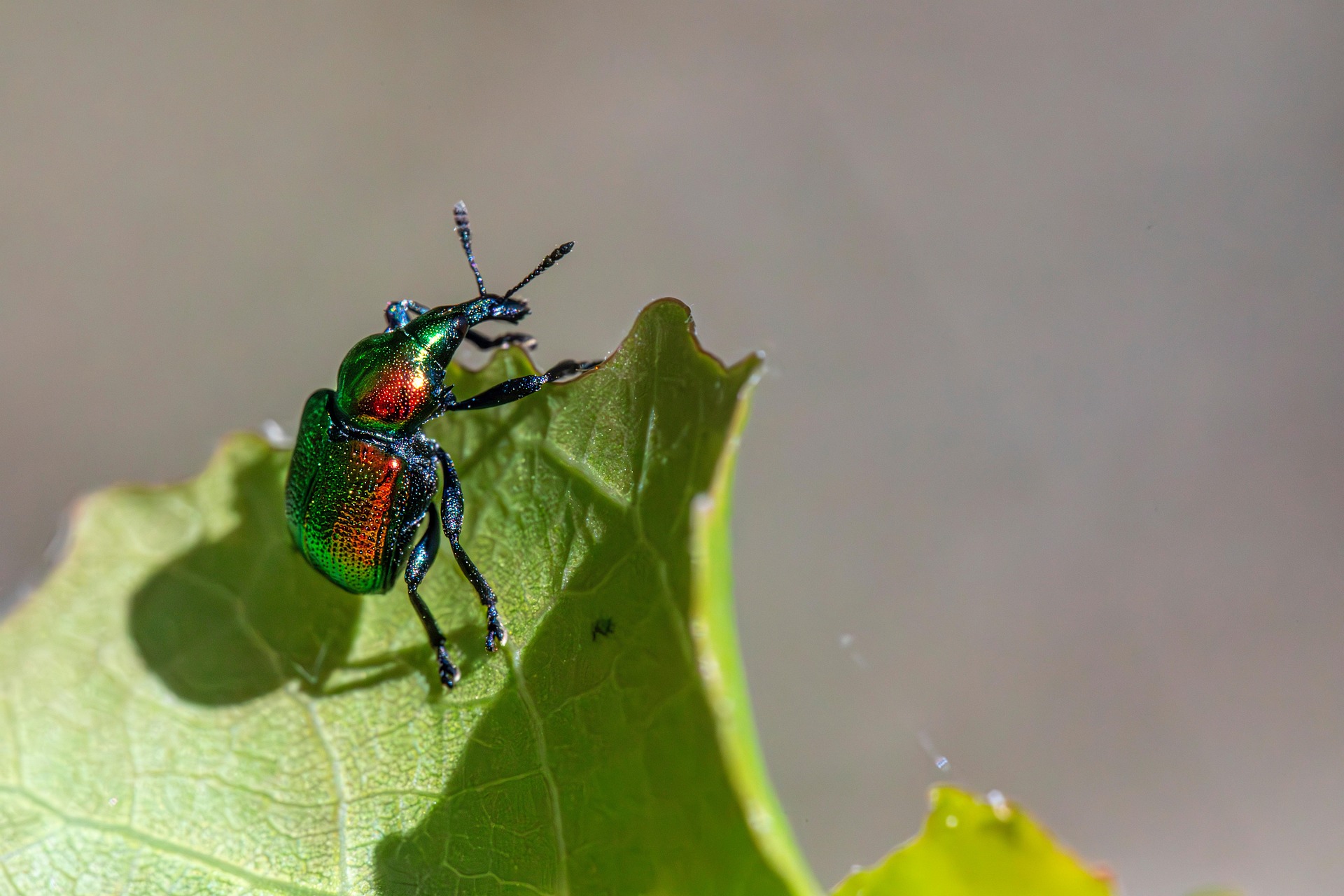 Aspen Leaf-rolling Weevil (Byctiscus populi)
