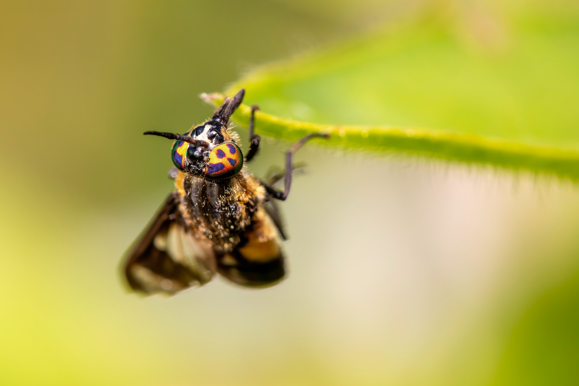 Splayed deer fly (Chrysops caecutiens)