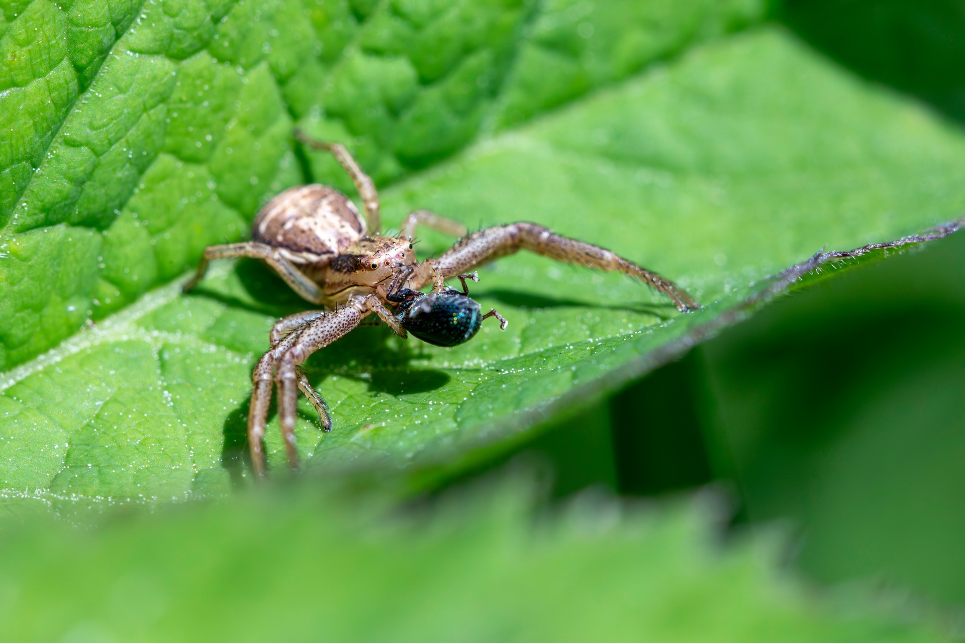 Common crab spider (Xysticus cristatus)
