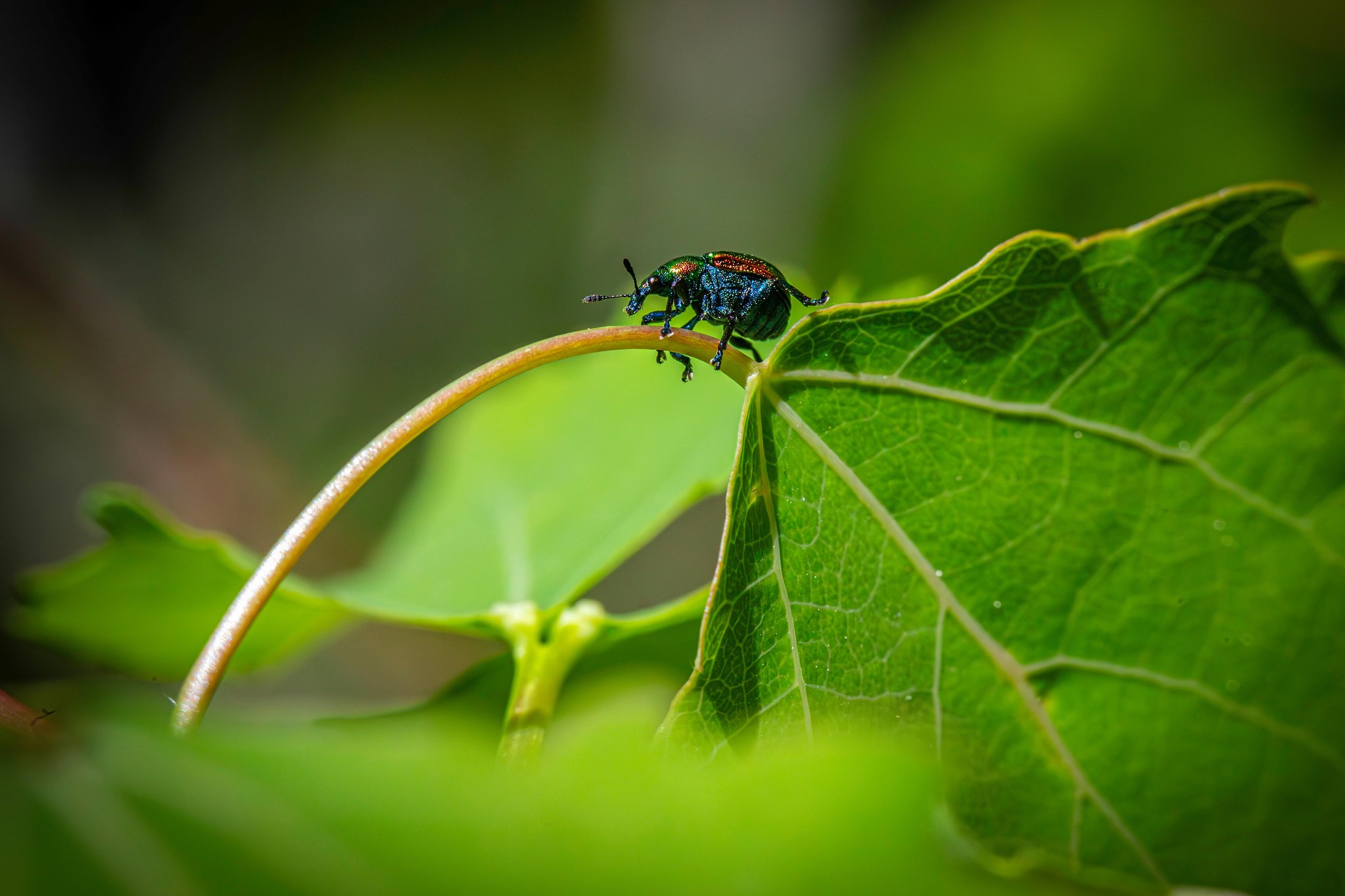 Aspen Leaf-rolling Weevil (Byctiscus populi)