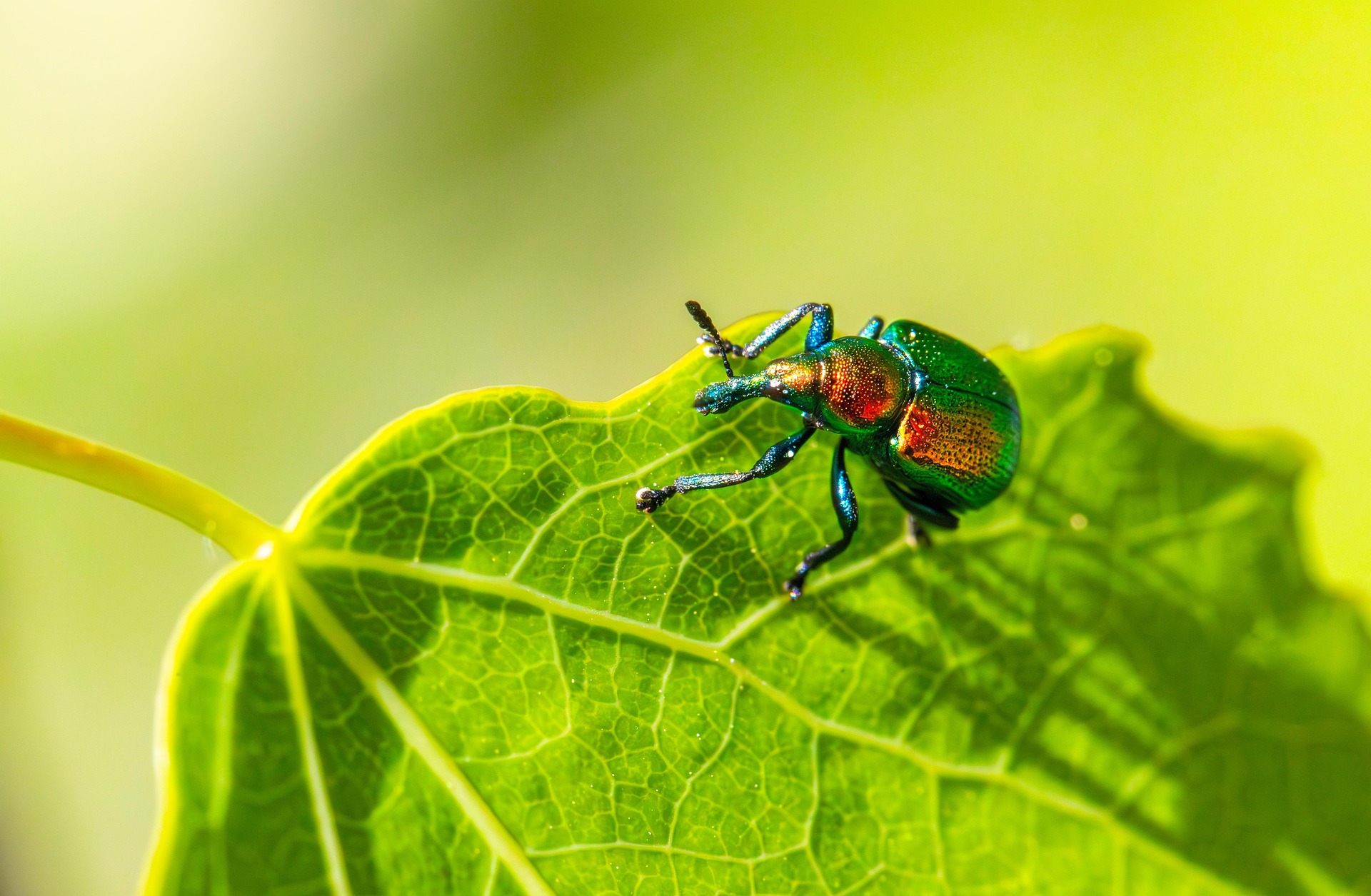 Aspen Leaf-rolling Weevil (Byctiscus populi)