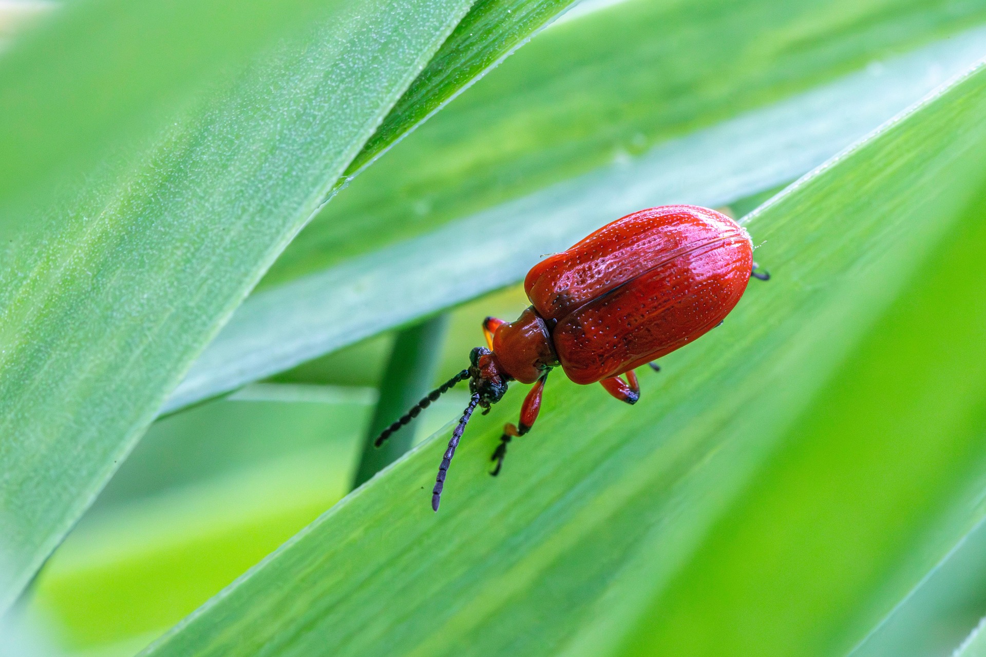 Lily leaf beetle (Lilioceris lilii)