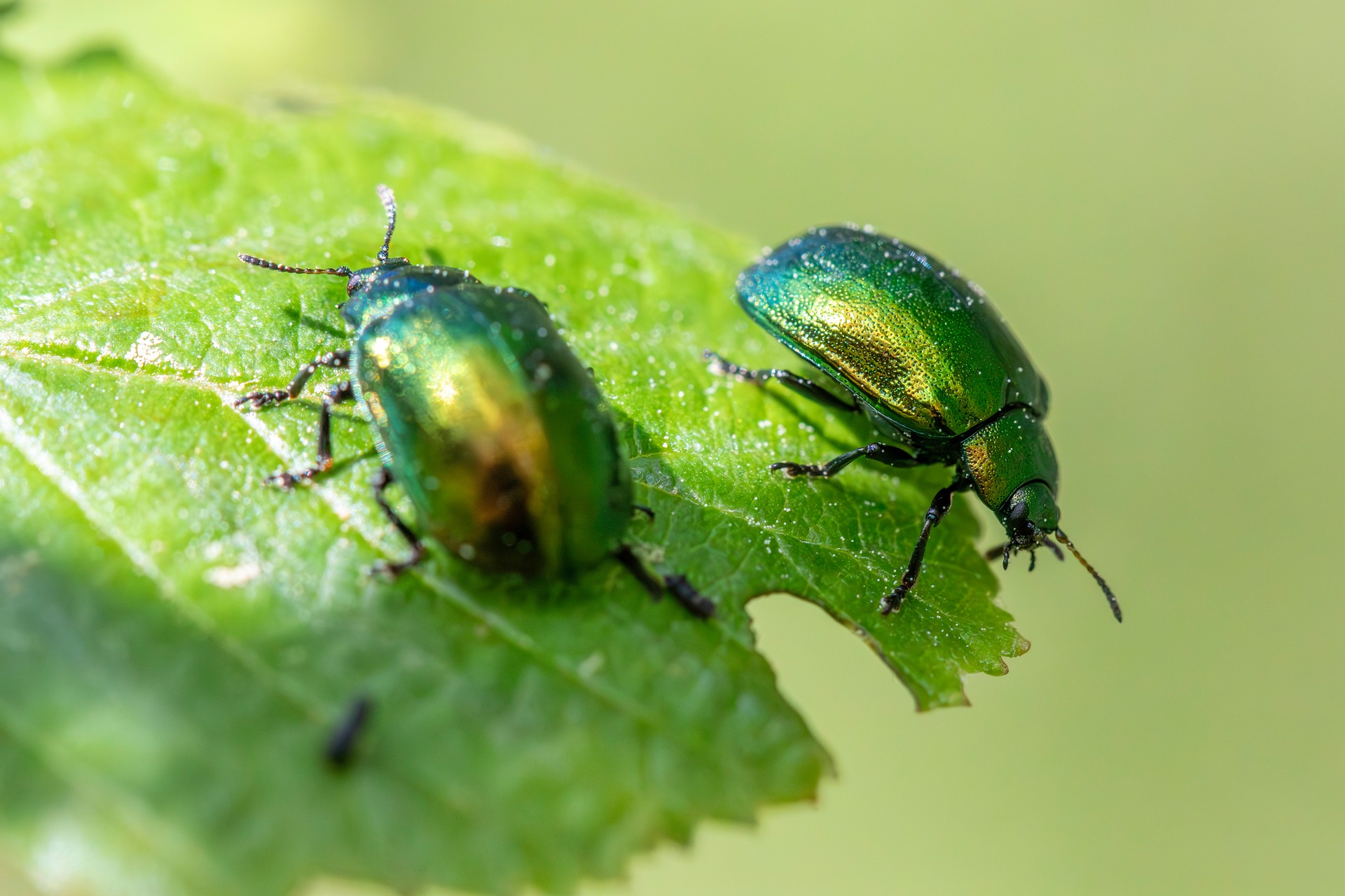 Leaf beetle (Plagiosterna aenea)