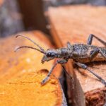 Blackspotted pliers support beetle (Rhagium mordax)