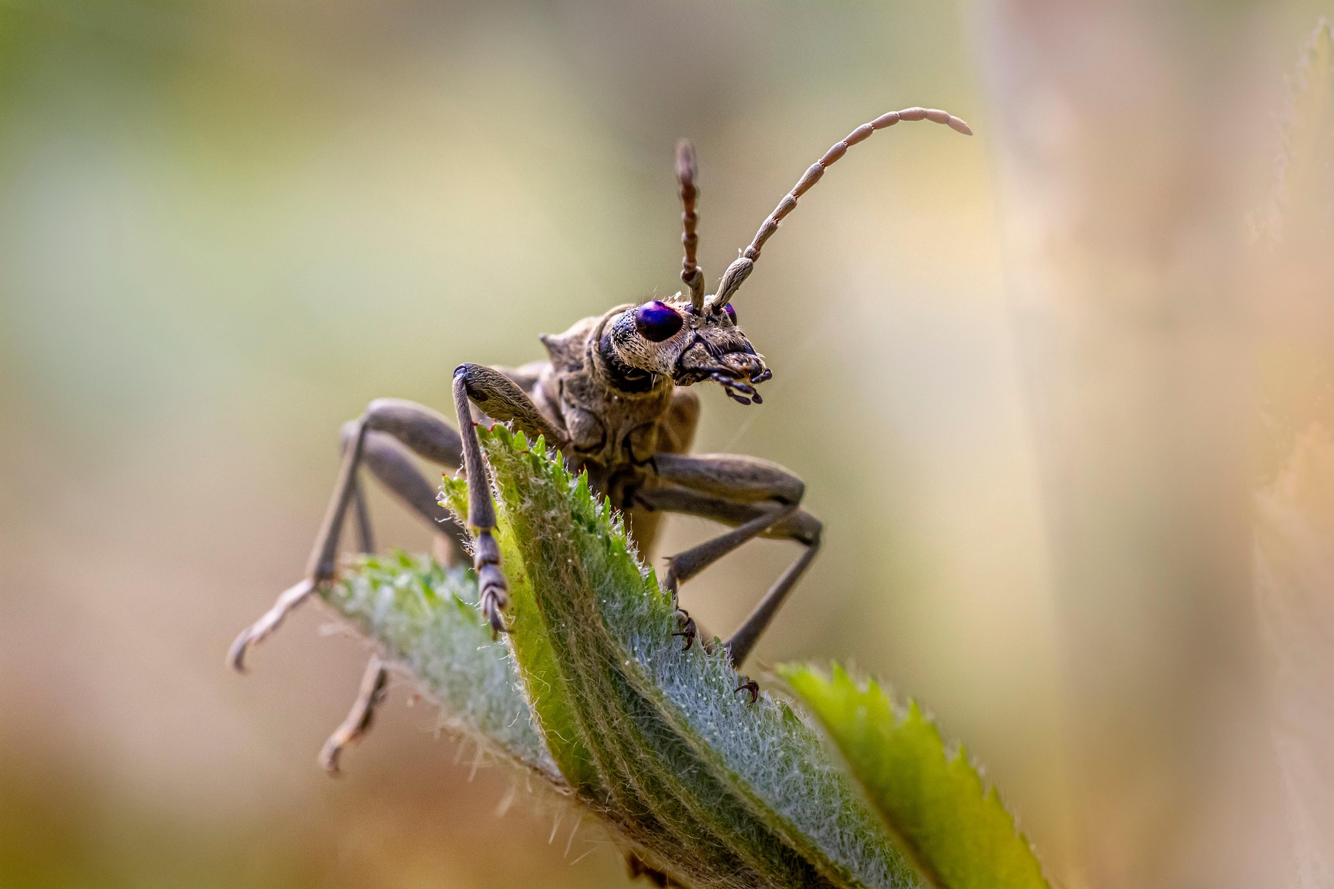 Blackspotted pliers support beetle (Rhagium mordax)