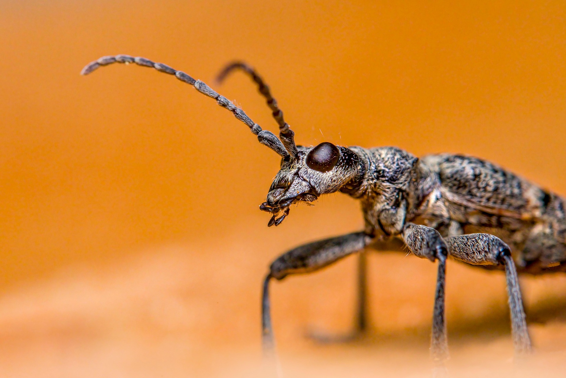 Blackspotted pliers support beetle (Rhagium mordax)