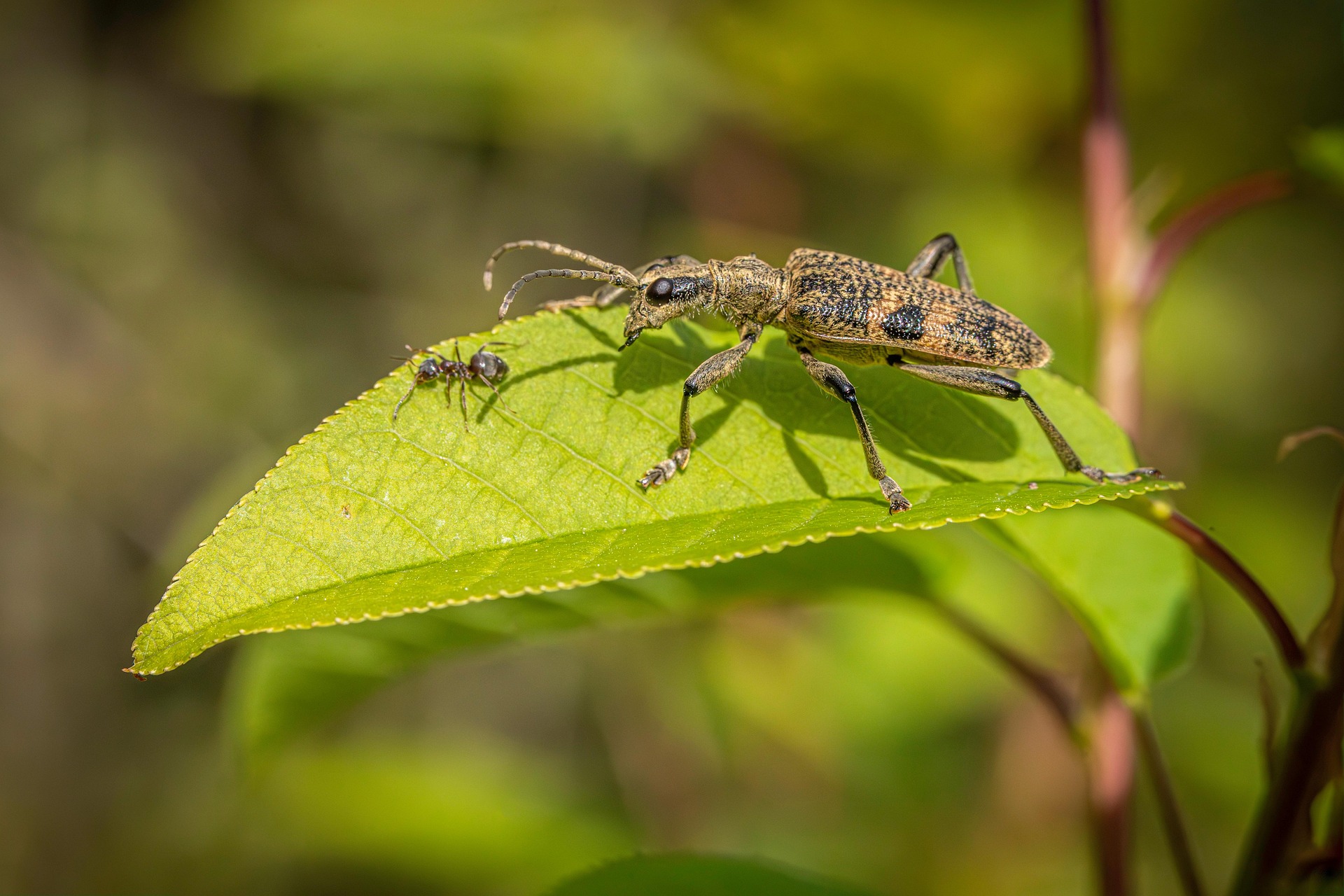 Blackspotted pliers support beetle (Rhagium mordax)