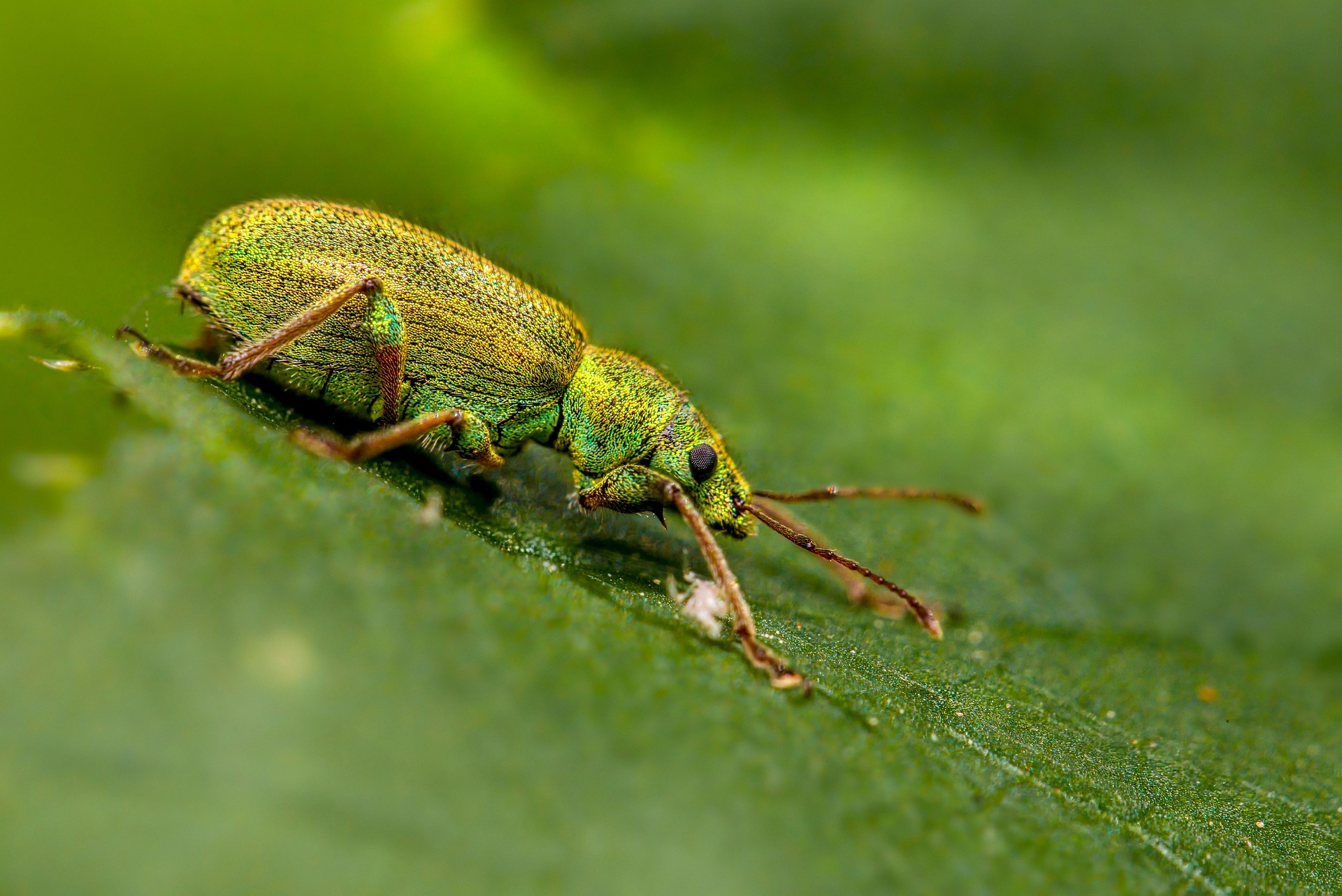 Nettle weevil (Phyllobius pomaceus)