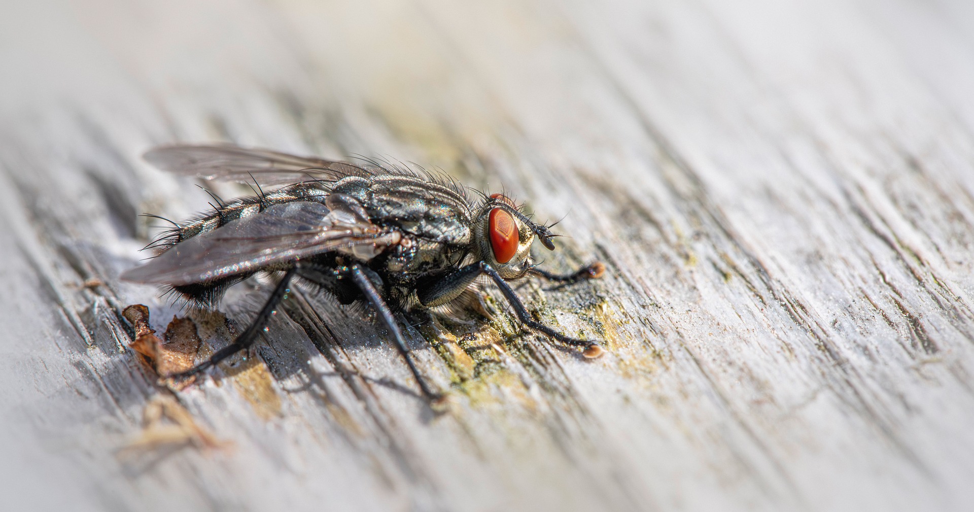 Flesh fly (Sarcophaga carnaria)