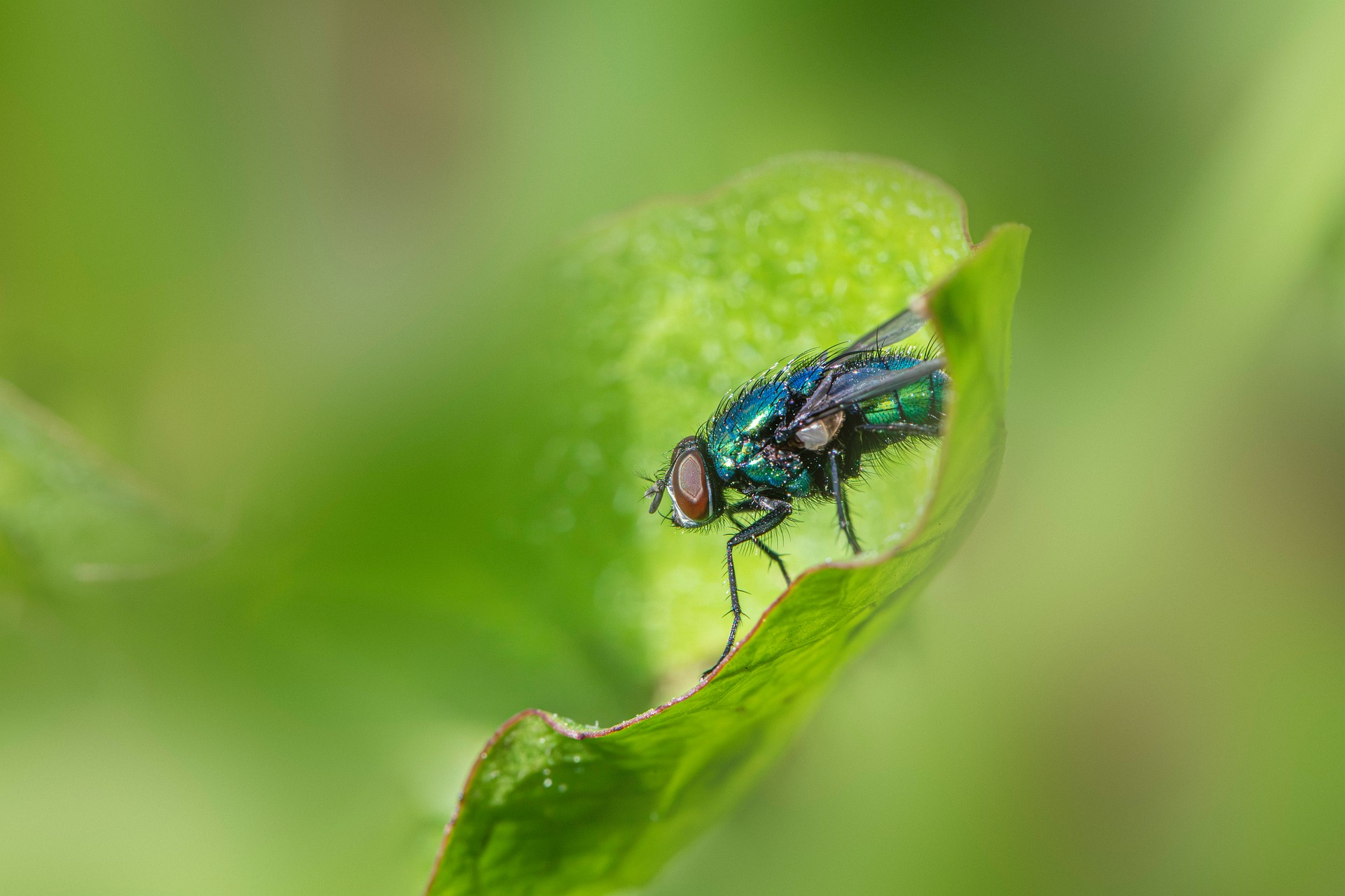 Common green bottle fly (Lucilia sericata)