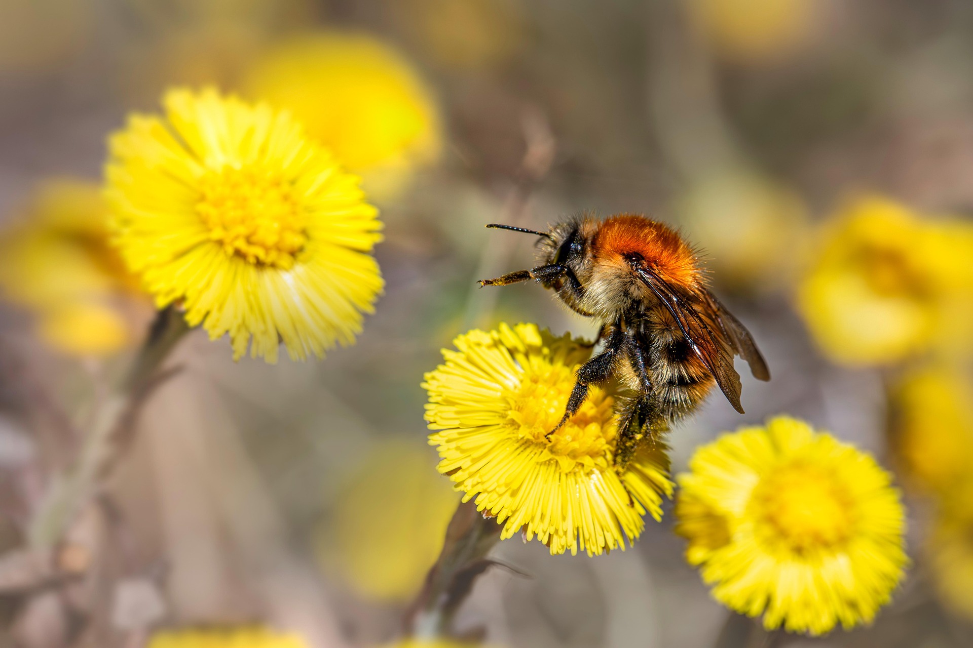 ### 🐝 Common Carder Bee (*Bombus pascuorum*) – Overview The **Common Carder Bee** is a widespread species of **bumblebee** found throughout **Europe** and parts of **Asia**. It’s easily recognized by its **gingery-brown fur** and its gentle behavior. As one of the last bumblebees active into autumn, it's a vital late-season pollinator. --- ### 🔍 **Identification** | Feature | Description | | --------- | ----------------------------------------------------------------- | | **Size** | Workers: 10–14 mmQueens: 15–18 mmMales: 13–15 mm | | **Color** | Ginger-brown thorax; variable abdomen (tan, brown, or dark bands) | | **Hair** | Fluffy, with a soft and “carded” appearance (hence the name) | | **Face** | Long-tongued; adapted for deep flowers | > Similar species include *Bombus muscorum* and *Bombus humilis*, but *B. pascuorum* is more common in gardens and urban settings. --- ### 🌼 **Habitat & Flowers** * Found in **gardens**, **meadows**, **hedgerows**, **roadsides**, and **urban areas**. * Forages from a wide range of flowers, including: * **Red clover**, **vetch**, **dead-nettle**, **knapweed**, **lavender**, and **borage**. --- ### 🐝 **Nesting Behavior** * Nests **above ground** in dense grass, moss, or compost heaps. * The queen uses **moss and grass to "card" and line the nest**, giving the species its name. * Colonies are **relatively small** (50–150 workers). --- ### ♻️ **Life Cycle** 1. **Spring**: Queen emerges and finds a nest site. 2. **Early Summer**: First brood of workers hatches. 3. **Mid–Late Summer**: Male bees and new queens produced. 4. **Autumn**: Males and old queens die; new queens hibernate. --- ### 🧠 **Fun Facts** * Unlike honeybees, bumblebee colonies **do not survive winter** — only **new queens overwinter**. * One of the **last bumblebee species active into October/November**, depending on the region. * Considered a **key pollinator** in both wild and agricultural ecosystems. --- ### 🌱 **How to Help Them** * Grow nectar-rich flowers that bloom from spring to autumn. * Avoid using pesticides, especially neonicotinoids. * Leave areas of unmown grass or log piles for potential nesting sites. --- Would you like a comparison between *Bombus pascuorum* and other common bumblebees in your area (e.g., *Bombus terrestris*, *Bombus lapidarius*)?
