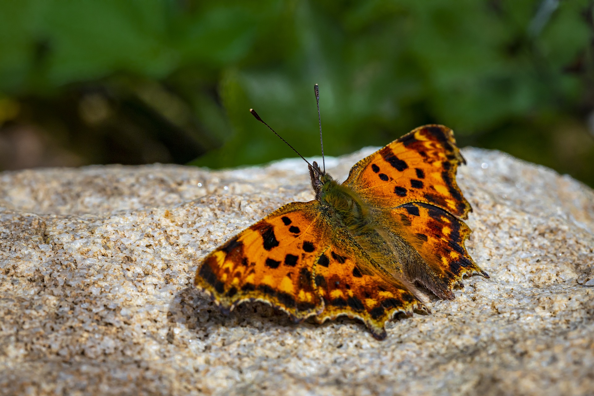 Comma butterfly (Polygonia c-album)